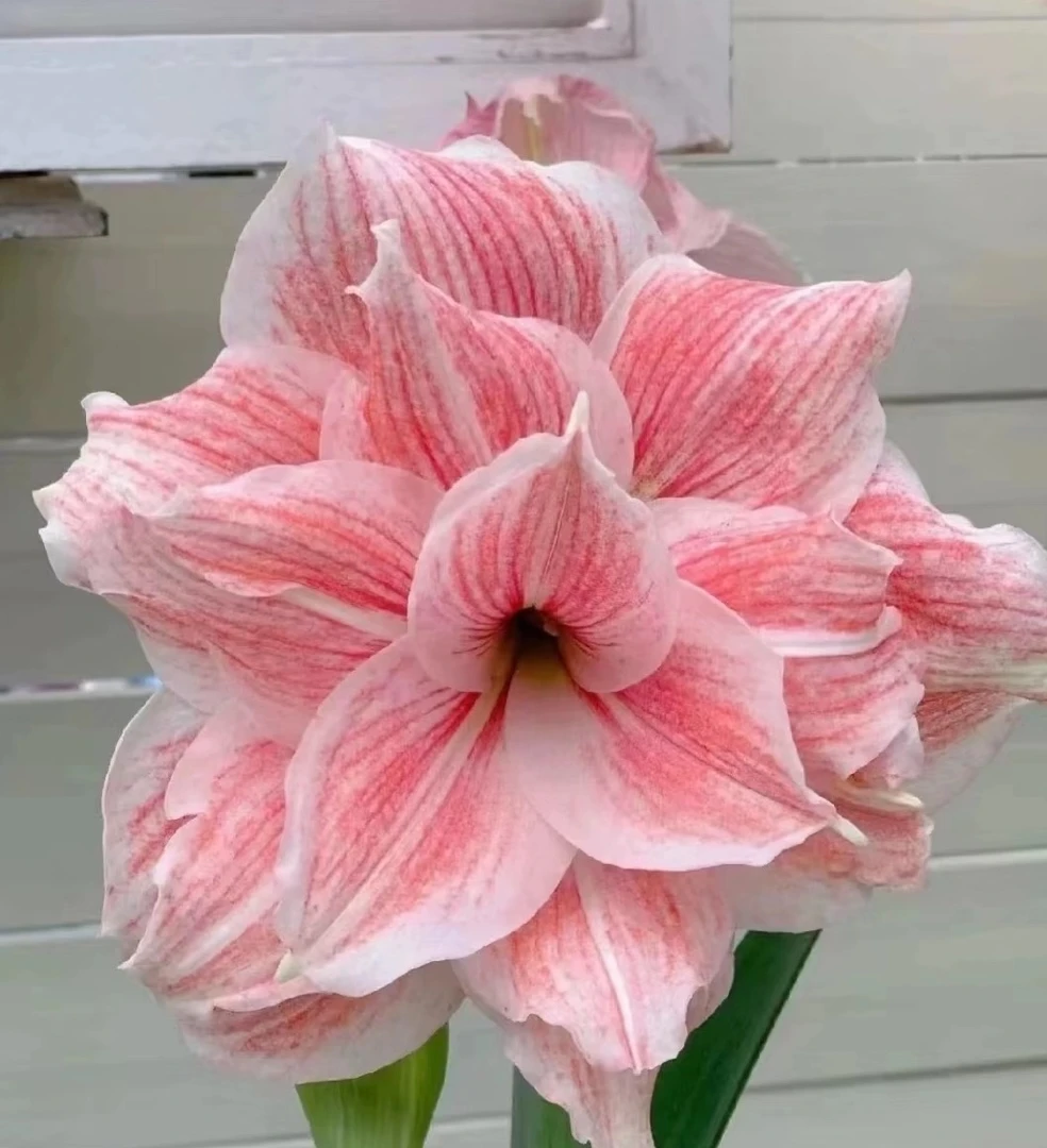 【初恋】粉色重瓣大花南非进口朱顶红