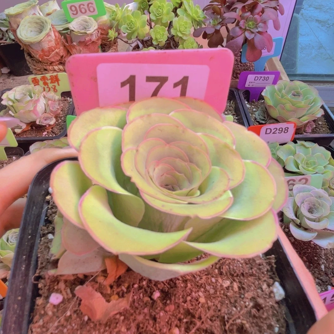 171山地玫瑰绿色