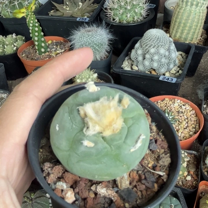 仙人球一物一拍实生