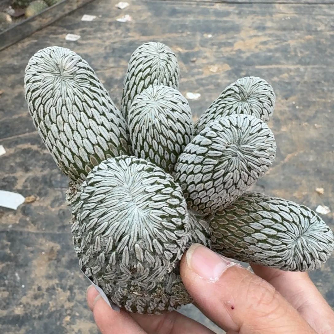 【闪购商品】群头精巧丸