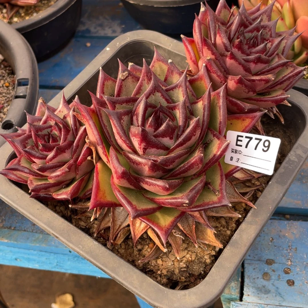 无花朵若如东云组拍E779