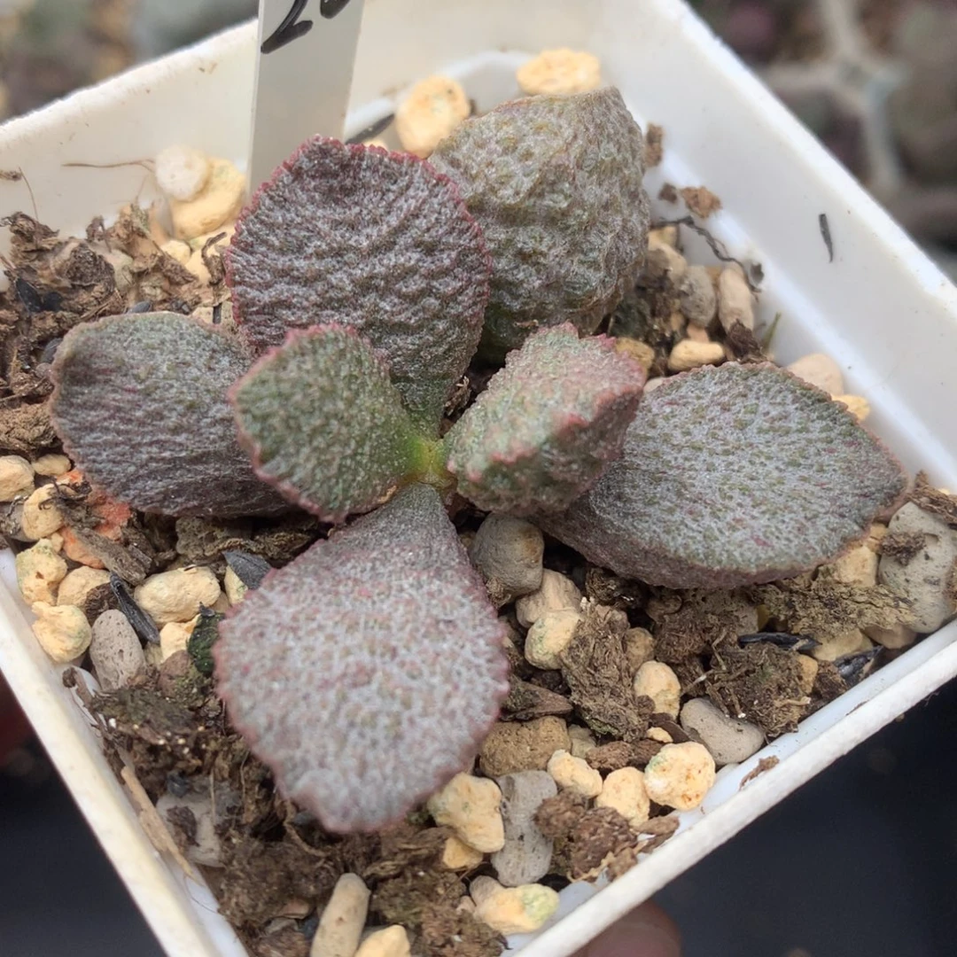 玄狐水泡 多肉植物7方盆