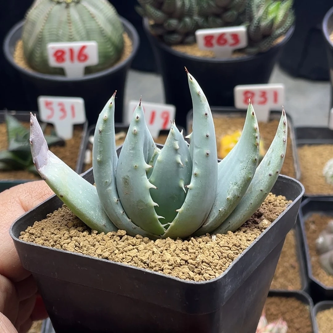 实生柏加芦荟 带盆土发货
