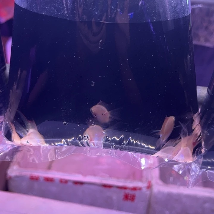 望***龙孔雀鱼10条金波子种鱼