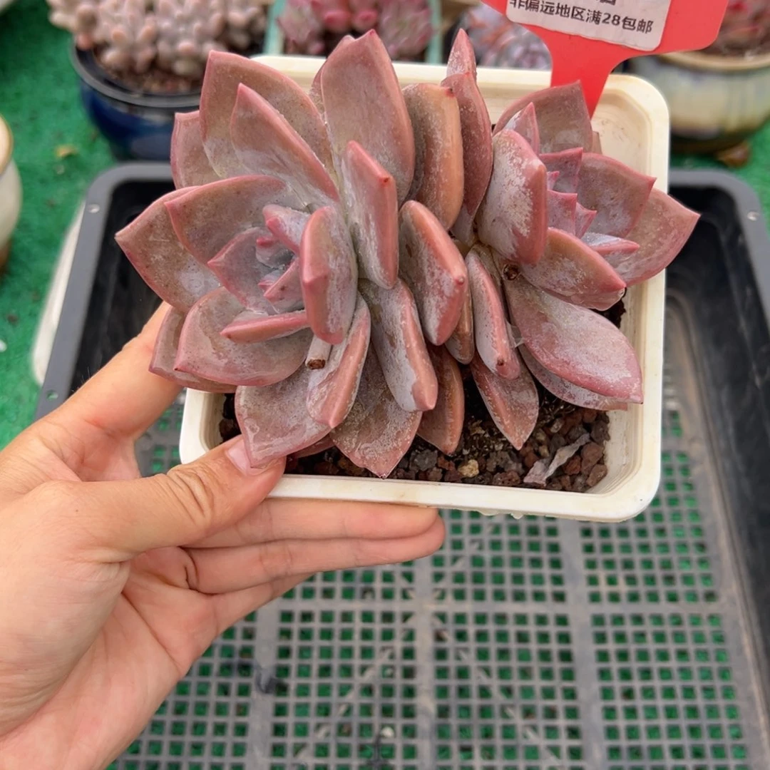 表妹精品多肉2004.