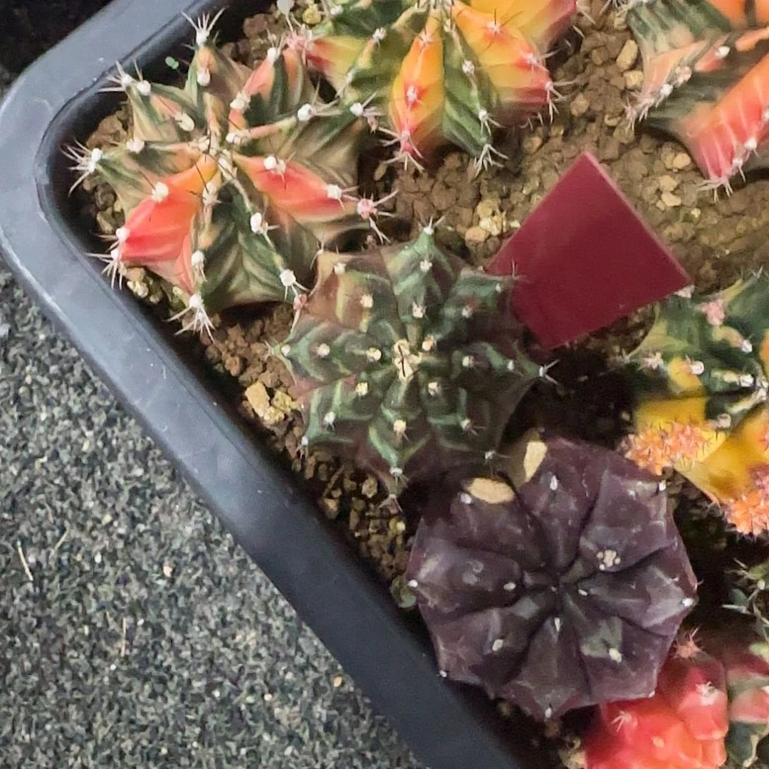 L805-0104泰国发货 cipia b