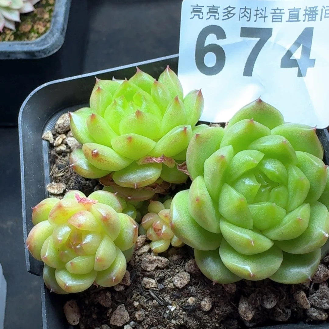 灯泡珍妮群生整装无砍