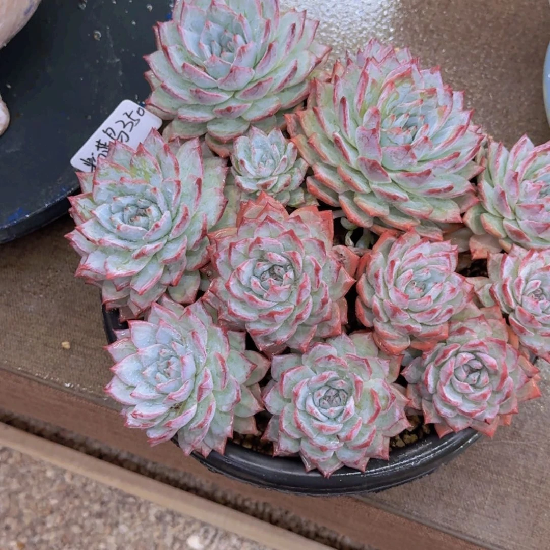 花***夏粉蓝鸟精品老桩多肉