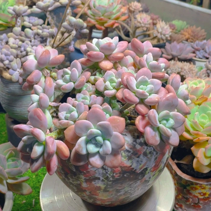 谢谢你的支持00000038