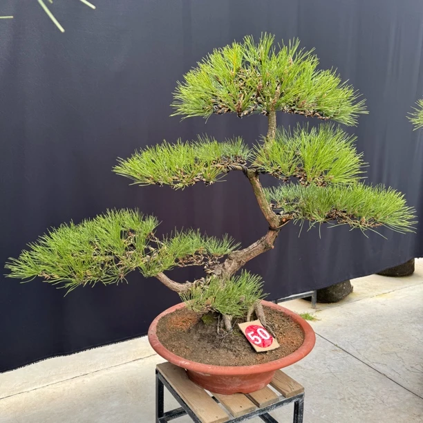 黑松盆景老桩黑松一物一拍所见即所得带盆发货全国包邮除偏远地区