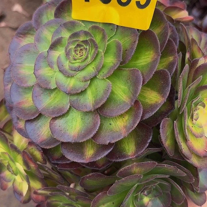 多肉植物海王七彩1099