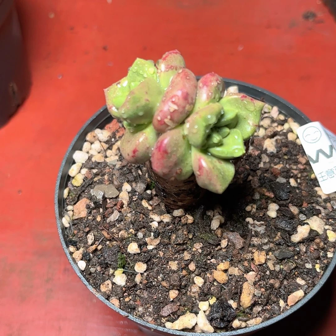 1449绿体青冈苹果叶