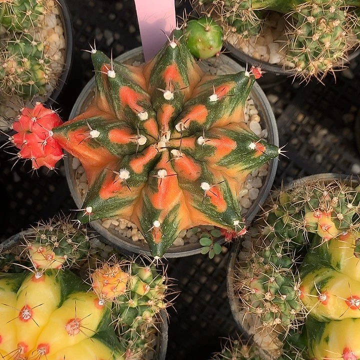 95-0421泰国发货多肉