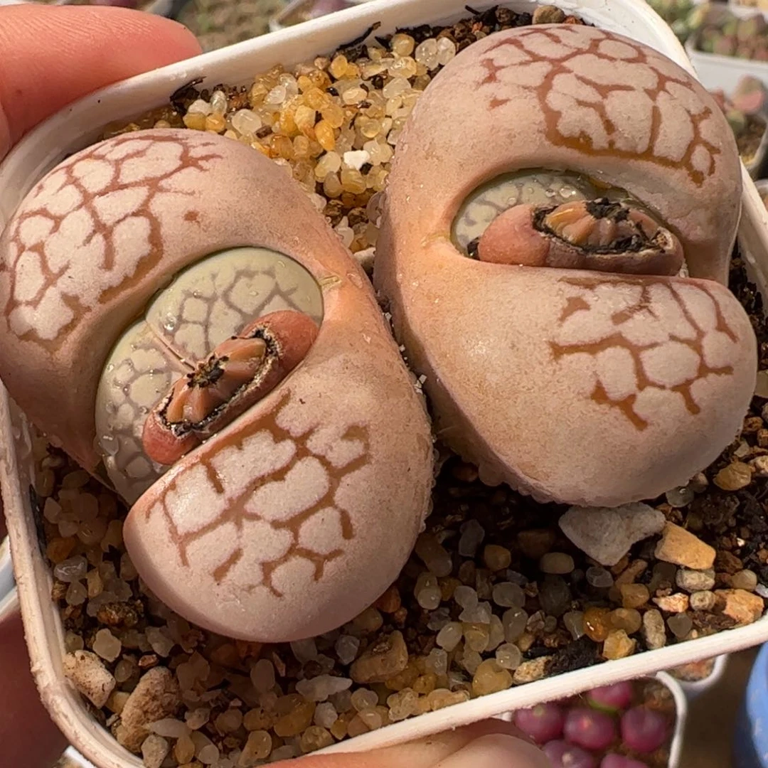 063多肉植物百科