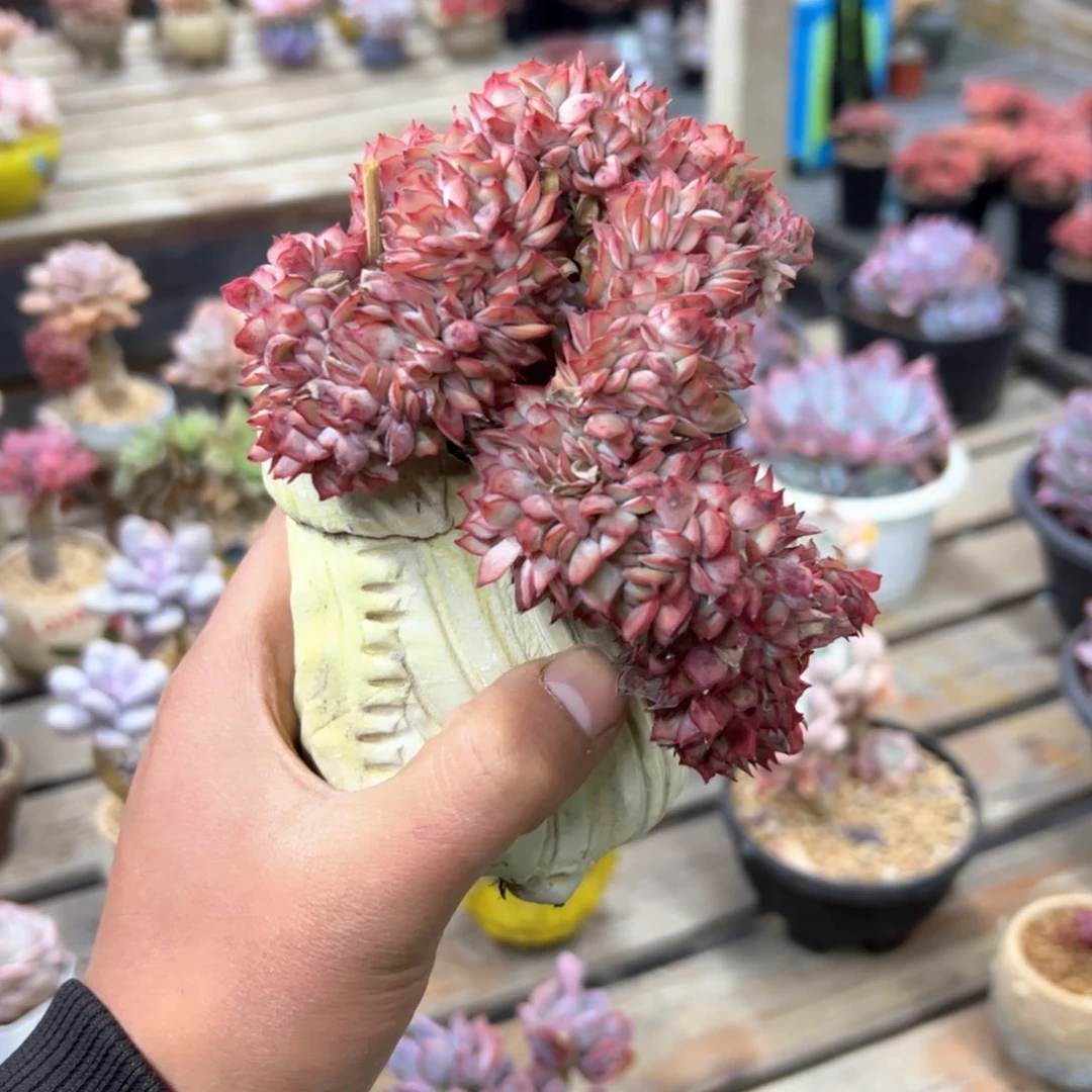 妞*月光女神18 零零多肉植物