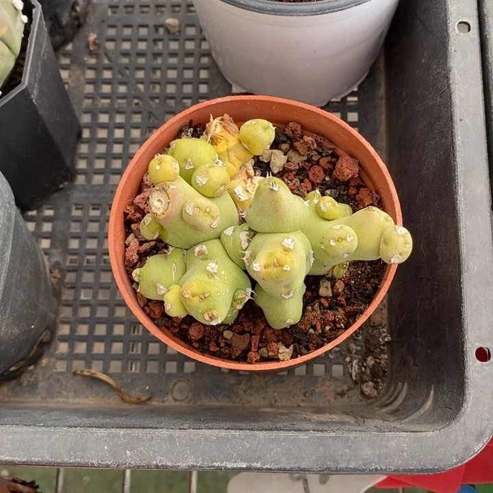 王**.伯克利和他的朋友在