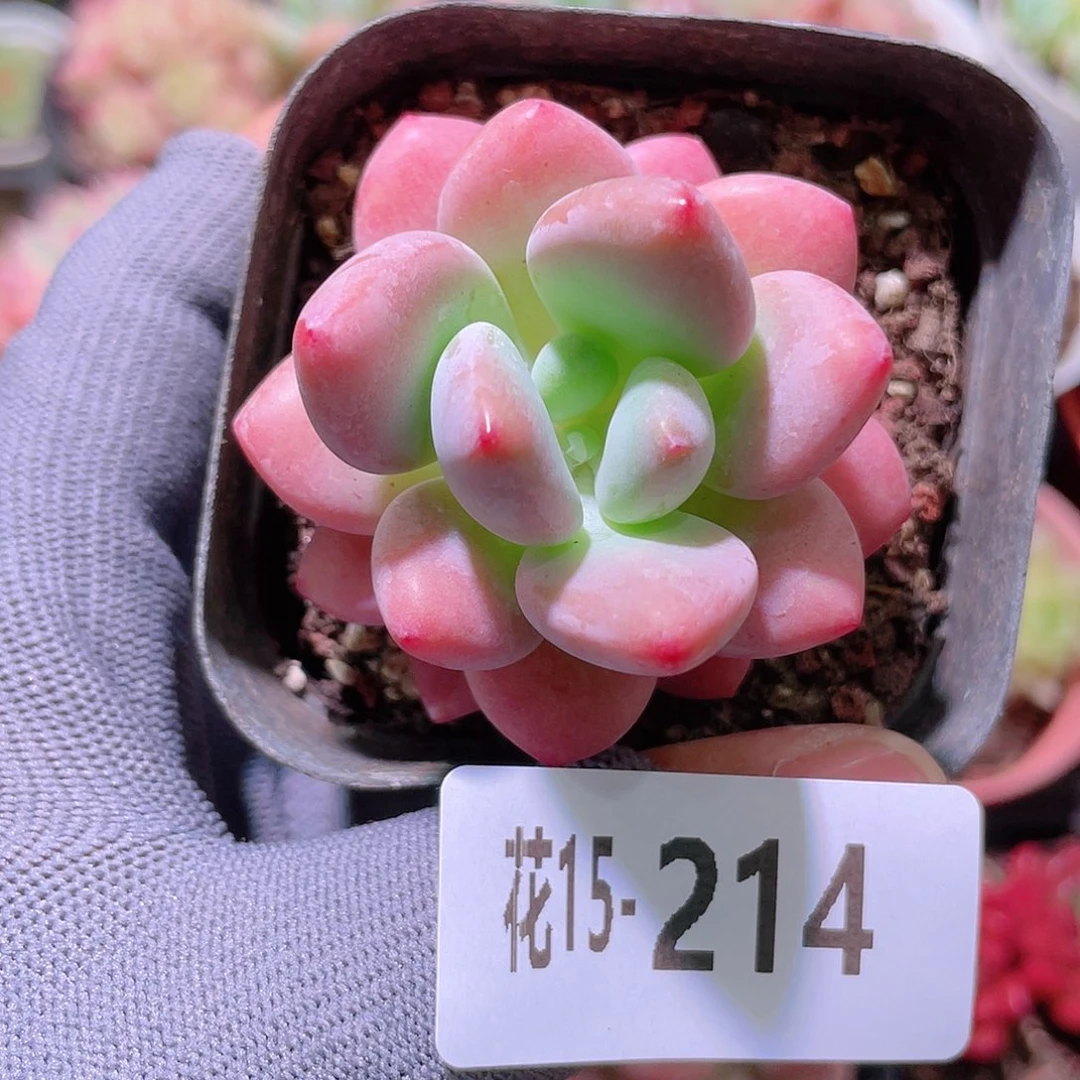 花利美15-214洛神