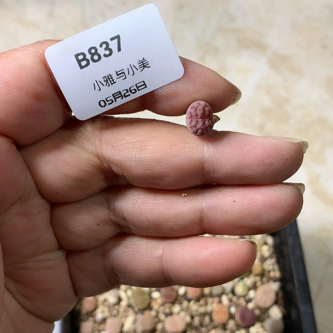 汪****蛋B837多肉植物保护研究所