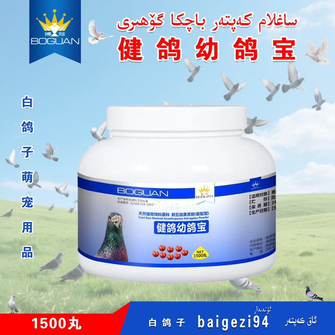 白鸽子健鸽幼鸽宝 saglamkaptar baqka gohiri【新疆包邮】