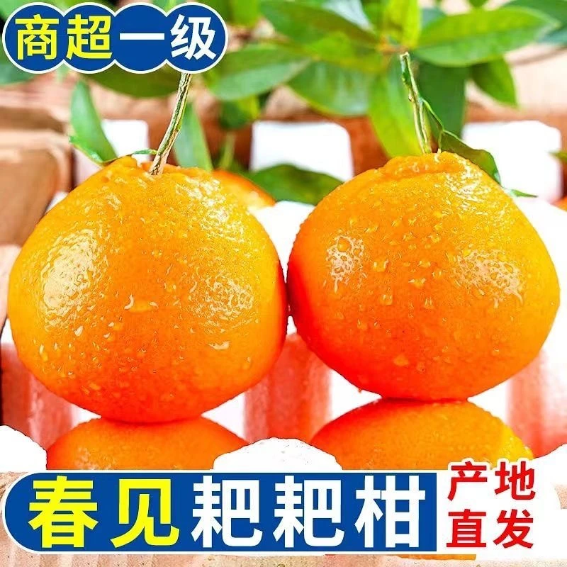 【带箱9斤】四川正宗春见耙耙柑橘桔子新鲜水果当季鲜果