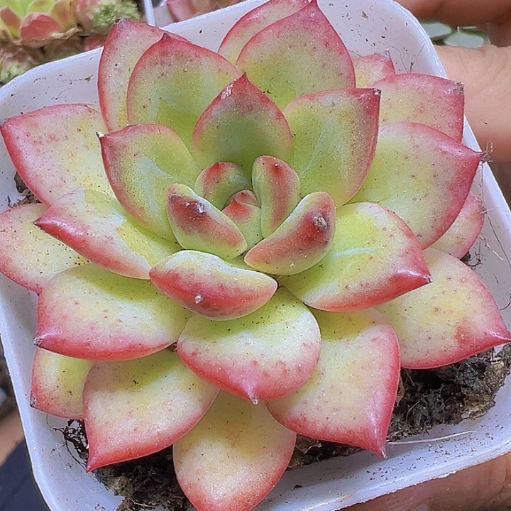 唇膏19包邮多肉植物