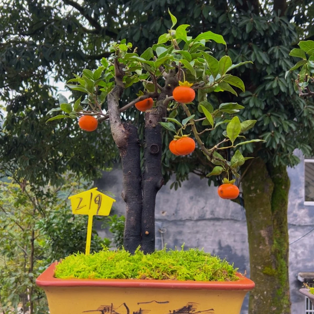 完全开放金弹盆景艺术