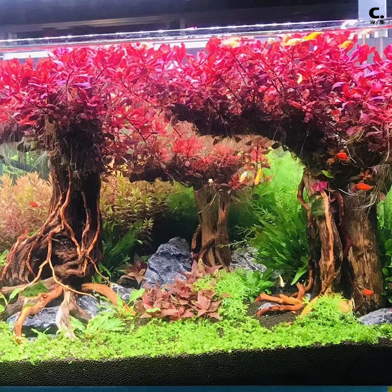 紫红玫瑰丁香生命之树鱼缸淡水装饰易养无需二氧化碳后景红色水草