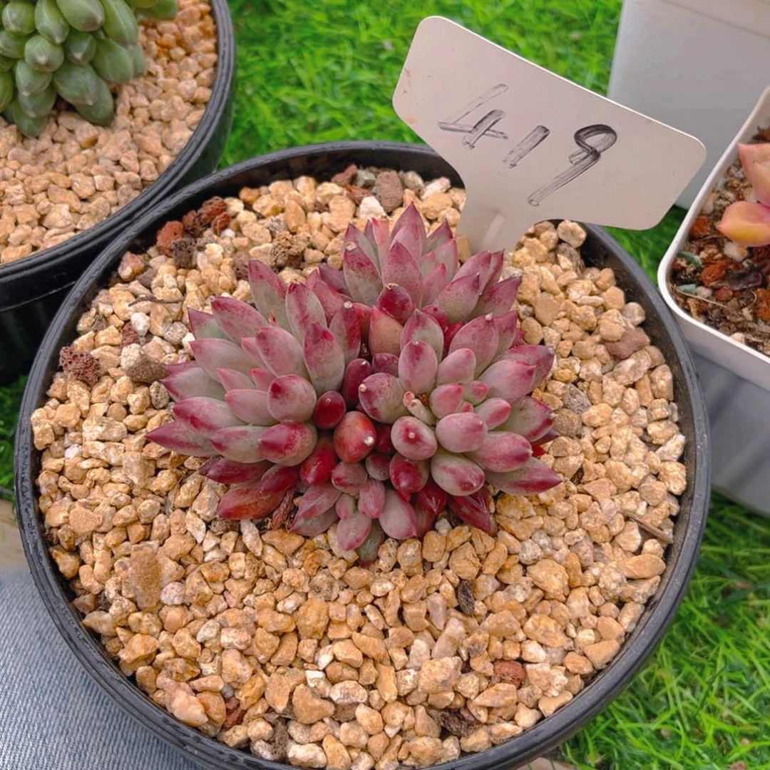 郭*姐419fghjjjjjjjjjj