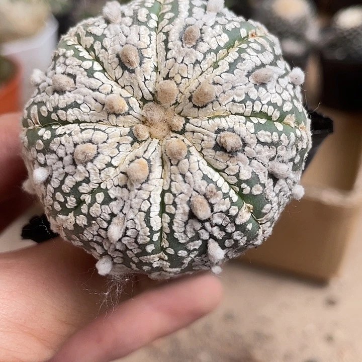 当前无花栽培后可以开花183仙人球不退换不售后