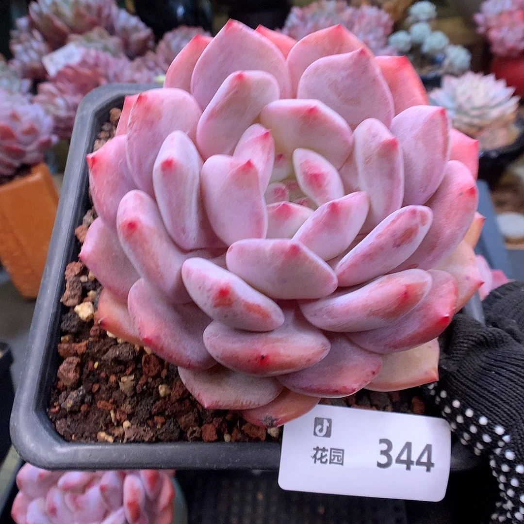 344星橙多肉植物666