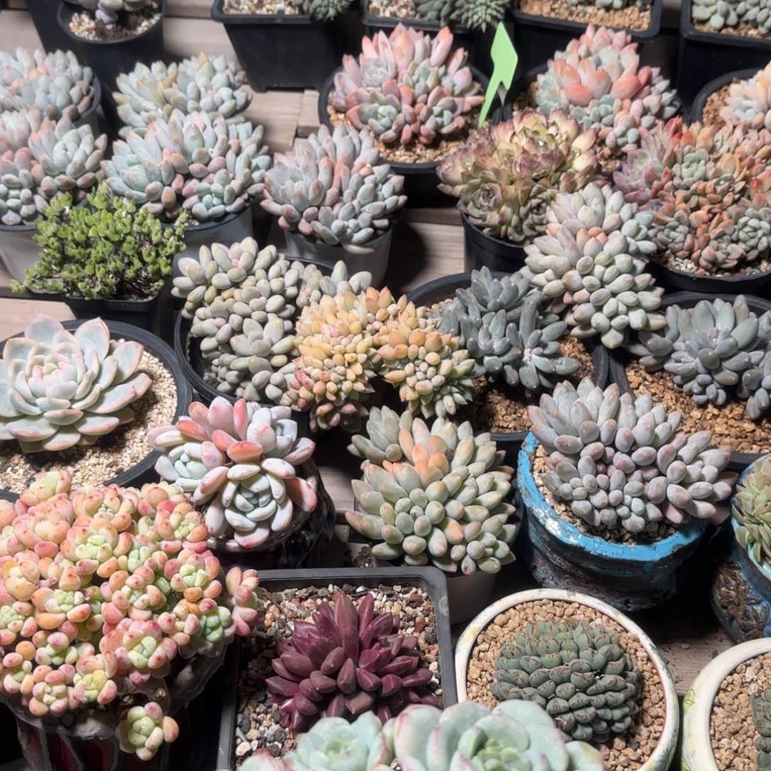四颗多肉植物五十包邮