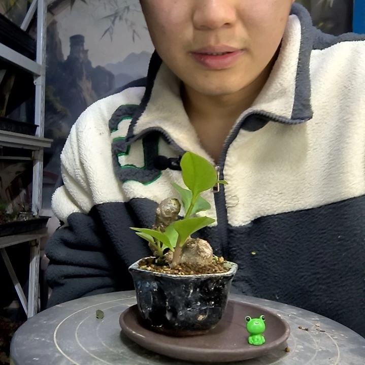 东***篱中青园艺一物一拍花254