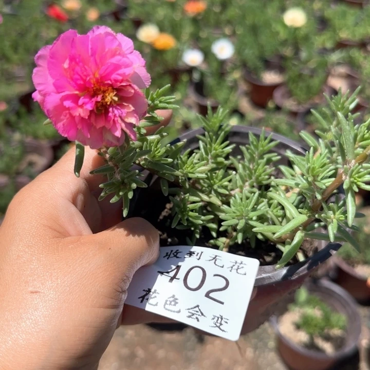 无花朵402网红色超小苗盆口10cm