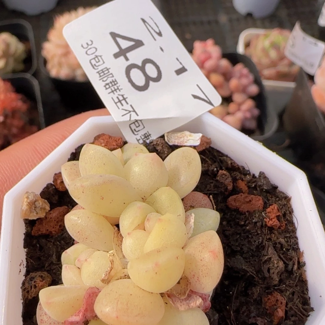 五头冰玉一颗脱土发货