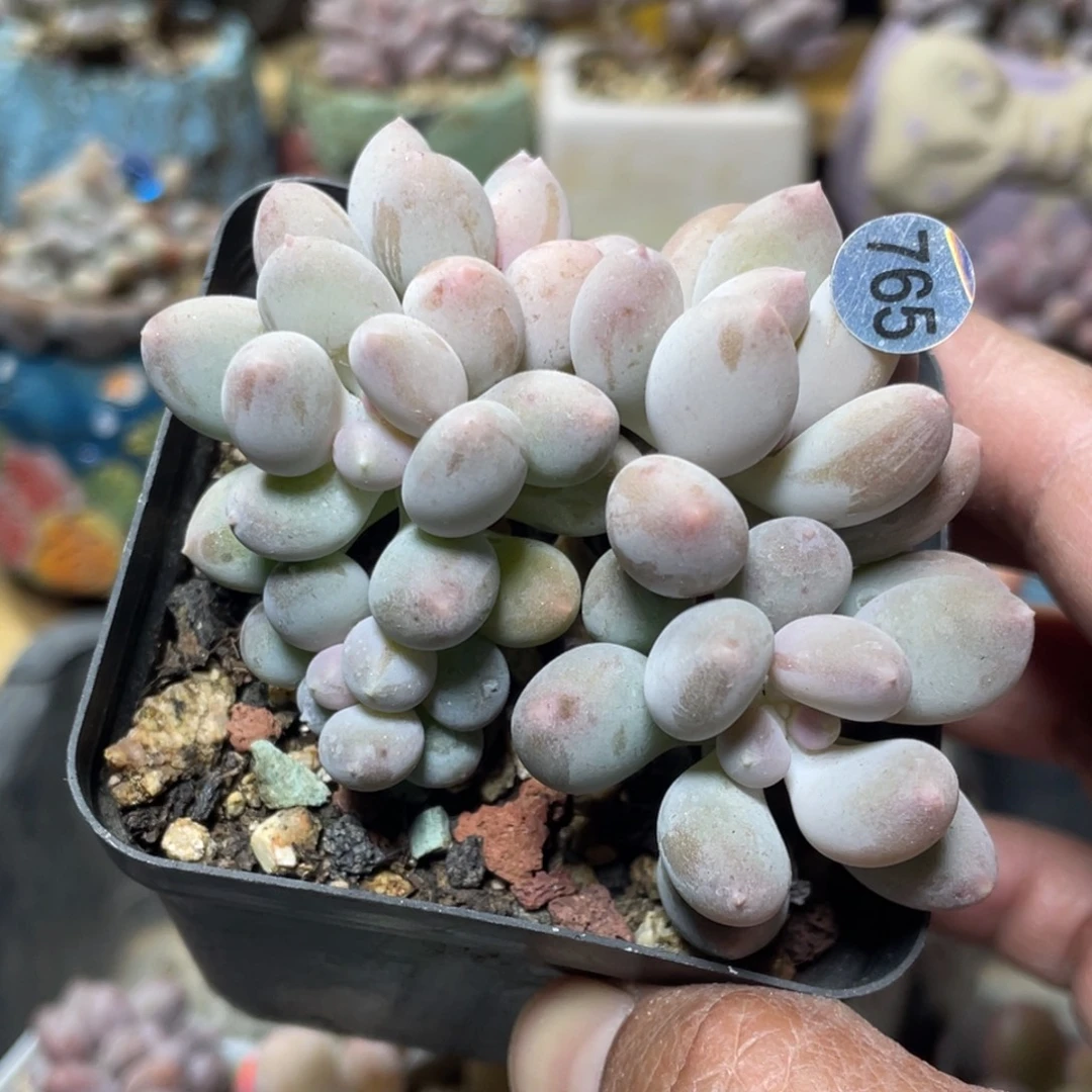 仙子奶酪多肉植物