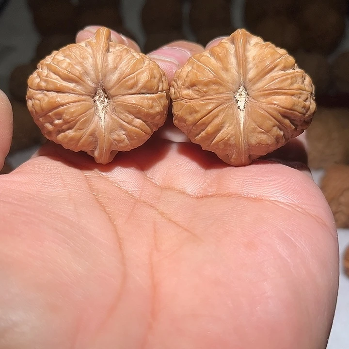 木40全品南瓜敦。