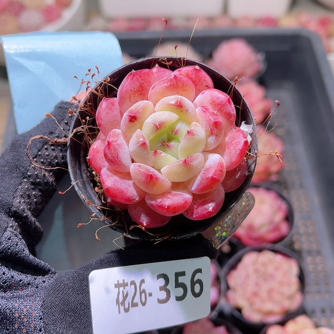 花利美26-356新品