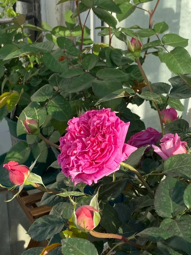 《蛋蛋》二加仑棒棒糖月季（特拉方特）爆花机器带花苞新手小白种植