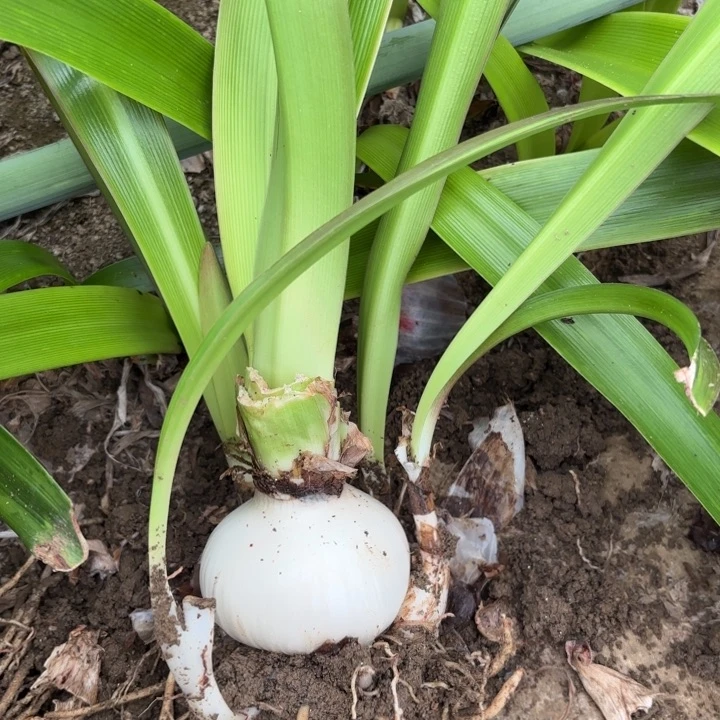 无花朵华**儿杂交开花不售后