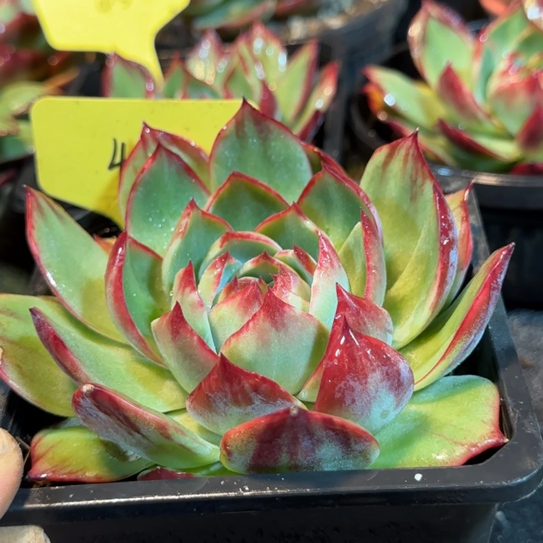 401 惊鸿一物一拍包装收缩花旱