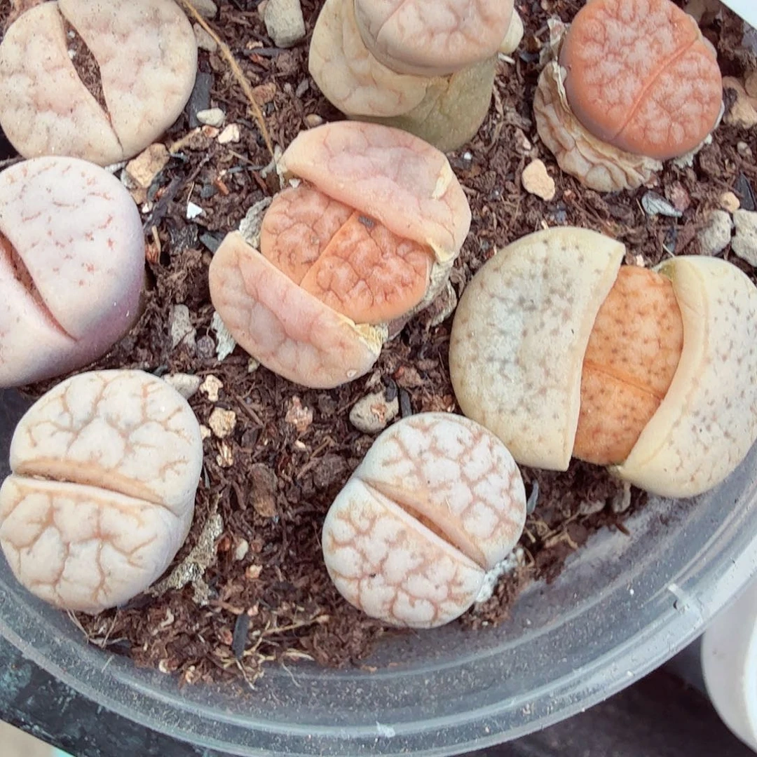 哈哈笑发朋友的样子真是014