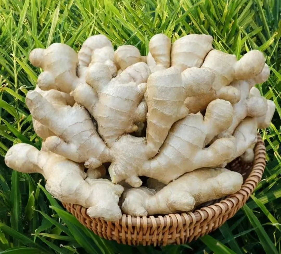 姜种子   山东姜芽