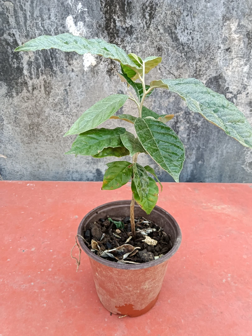 绿植云南德宏羊奶果树苗植物盆栽1棵1盆新品热卖包邮