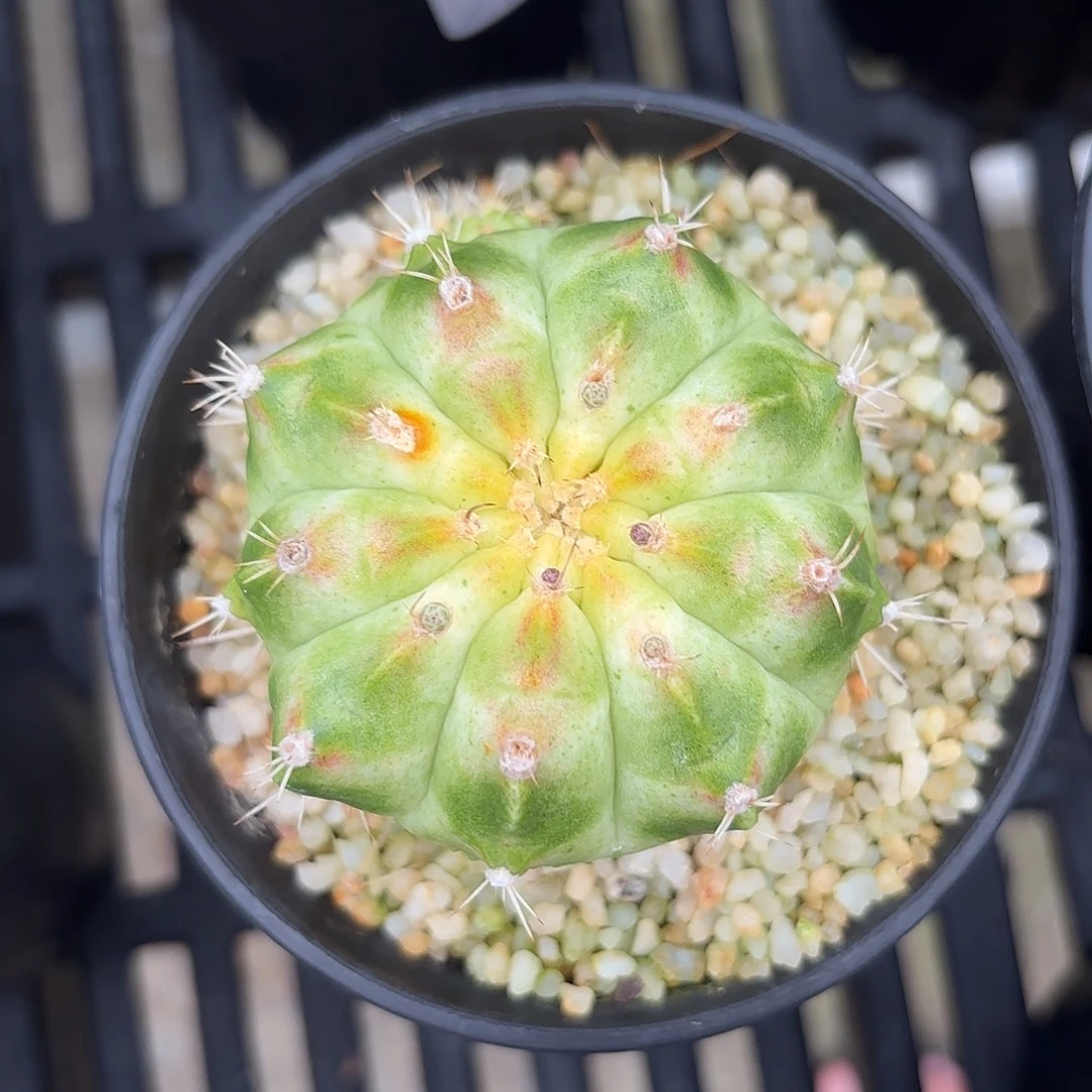 Z845-1118泰国米哈轮回