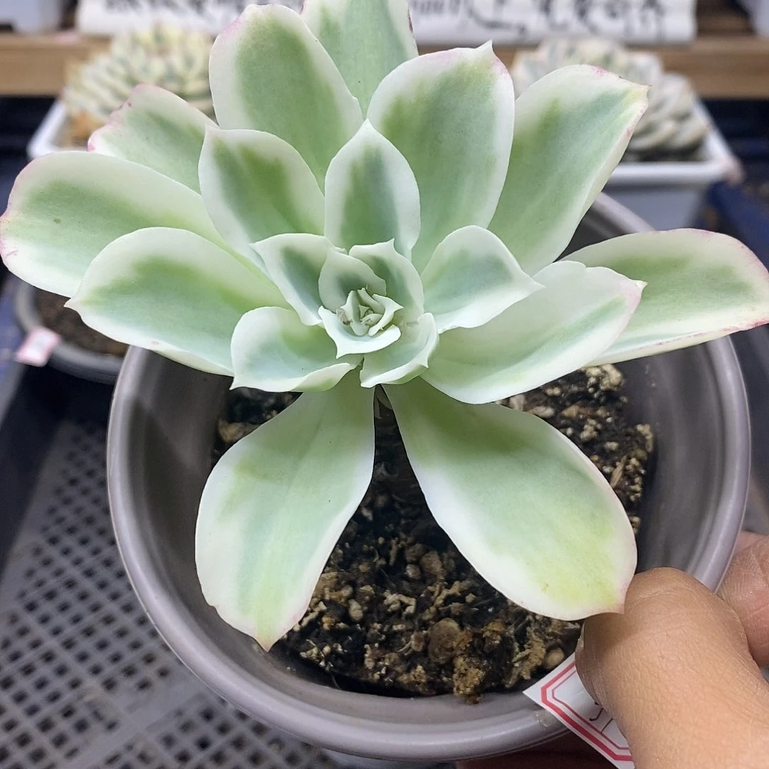 1551 老桩柠檬玫瑰锦