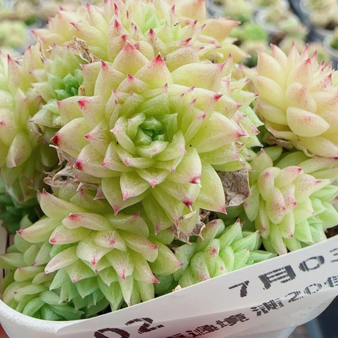 花语逸镜0703-02开播福利散