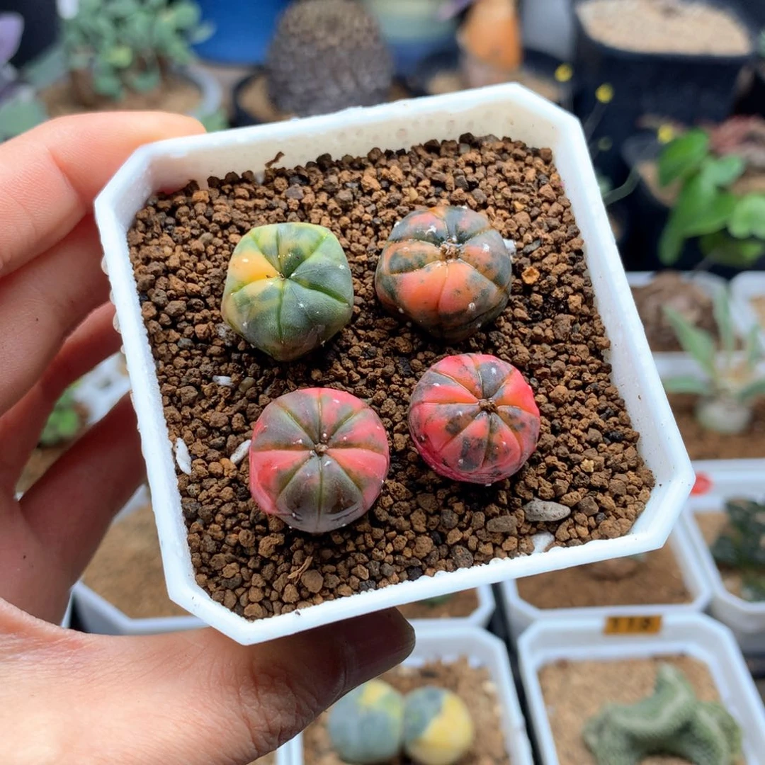 奥****宝脱土多肉4了