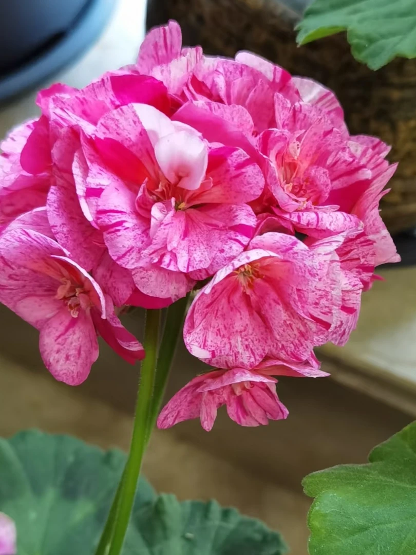 直立天竺变色龙大苗发多分枝+苹果花带花苞发货中苗