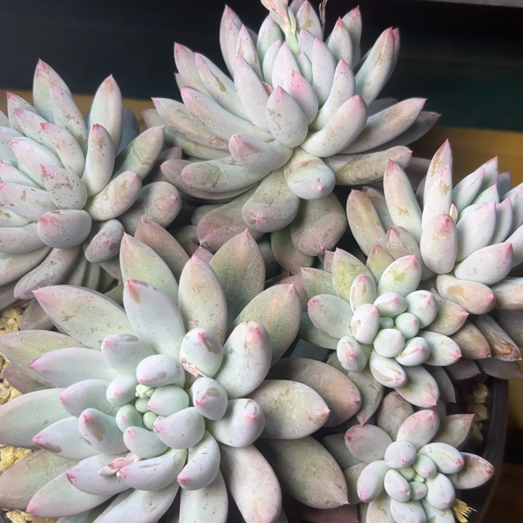 所罗门，一物一拍