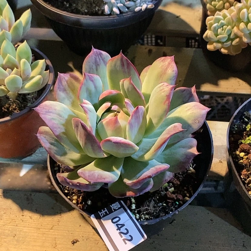 【闪购商品】惊鸿仙子0422